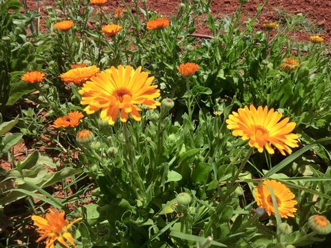 Calendula - Ringelblume