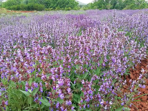 Violett blühendes Salbeifeld im Frühjahr
