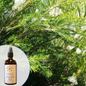 werbung-teebaumhydrolat