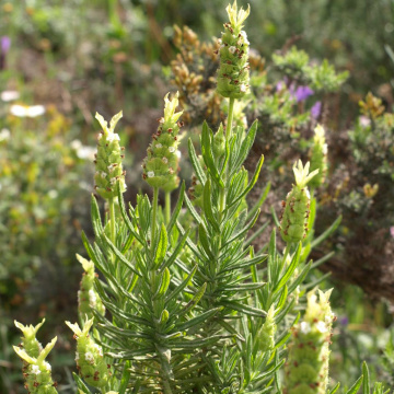 gruener-lavendel-bluete