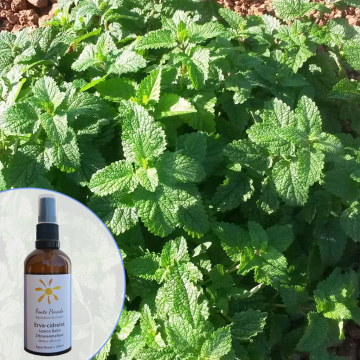 werbung-melissenhydrolat